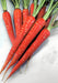 Atomic Red, Carrot - BoxGardenSeedsLLC - Carrots - Seeds - USA Seller, Thank you for shopping here today, Naturally Grown GMO Free Seeds, Heirloom Open Pollinated Seeds, Fresh Top Quality Premium Seeds