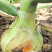 Ailsa Craig, Onion - BoxGardenSeedsLLC - Onions,Leeks - Seeds - USA Seller, Thank you for shopping here today, Naturally Grown GMO Free Seeds, Heirloom Open Pollinated Seeds, Fresh Top Quality Premium Seeds