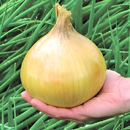 Ailsa Craig, Onion, -- BoxGardenSeedsLLC -Onions,Leeks - Seeds