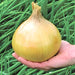 Ailsa Craig, Onion, - BoxGardenSeedsLLC -Onions,Leeks - Seeds