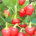 Red Mini Bell, Sweet Bell Pepper, - BoxGardenSeedsLLC -Peppers,Eggplants - Seeds