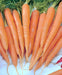 Imperator 58, Carrot, -- BoxGardenSeedsLLC -Carrots - Seeds