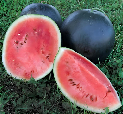 Blacktail Mountain, Watermelon, -- BoxGardenSeedsLLC -Melons, Cantaloupe - Seeds