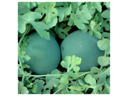 Blacktail Mountain, Watermelon - BoxGardenSeedsLLC - Melons, Cantaloupe - Seeds - USA Seller, Thank you for shopping here today, Naturally Grown GMO Free Seeds, Heirloom Open Pollinated Seeds, Fresh Top Quality Premium Seeds