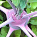 Early Purple Vienna, Kohlrabi, - BoxGardenSeedsLLC -Chard, Kohlrabi - Seeds