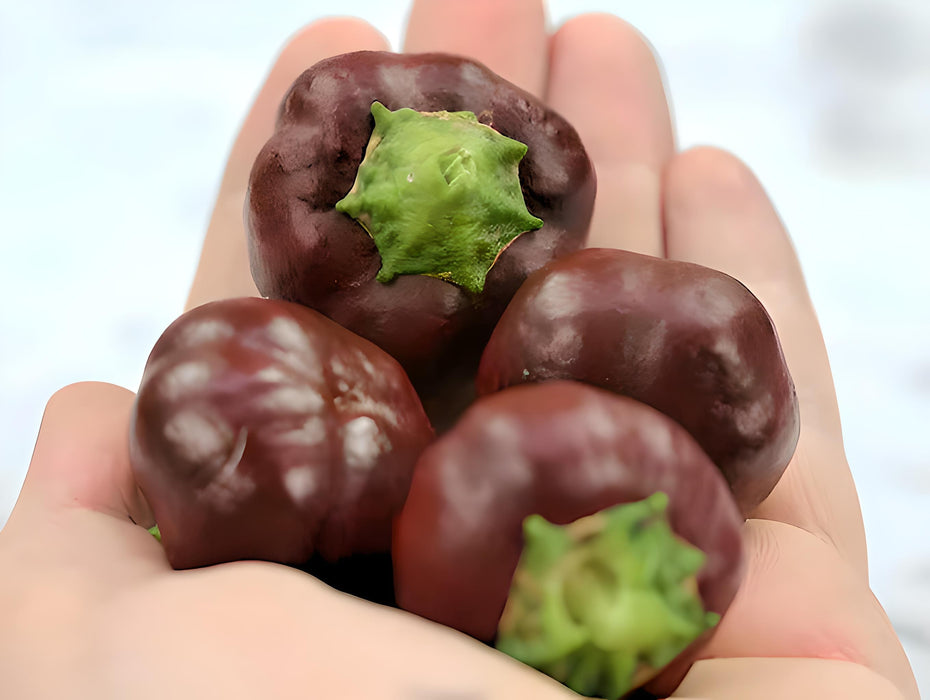 Mini Chocolate, Sweet Bell Pepper, - BoxGardenSeedsLLC -Peppers,Eggplants - Seeds