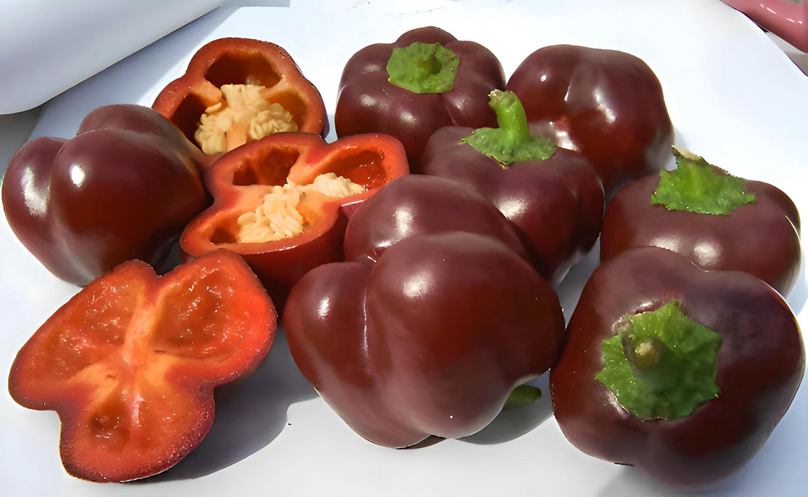 Mini Chocolate, Sweet Bell Pepper, -- BoxGardenSeedsLLC -Peppers,Eggplants - Seeds