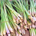 Lemongrass, Culinary & Medicinal Herbs, - BoxGardenSeedsLLC -Culinary/Medicinal Herbs - Seeds