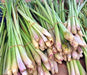 Lemongrass, Culinary & Medicinal Herbs, -- BoxGardenSeedsLLC -Culinary/Medicinal Herbs - Seeds