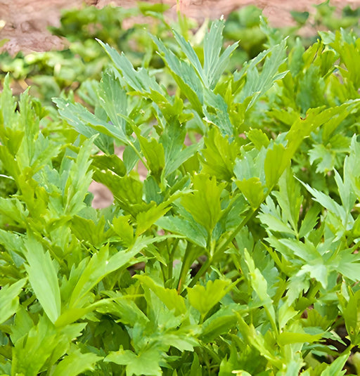 Lovage, Mountain Celery - BoxGardenSeedsLLC -Culinary/Medicinal Herbs - Seeds