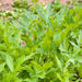 Lovage, Mountain Celery - BoxGardenSeedsLLC -Culinary/Medicinal Herbs - Seeds