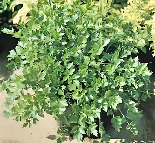 Lovage, Mountain Celery - BoxGardenSeedsLLC -Culinary/Medicinal Herbs - Seeds