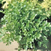 Lovage, Mountain Celery - BoxGardenSeedsLLC -Culinary/Medicinal Herbs - Seeds