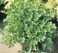 Lovage, Mountain Celery -- BoxGardenSeedsLLC -Culinary/Medicinal Herbs - Seeds