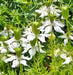 Black Cumin, Herb, -- BoxGardenSeedsLLC -Abundant Stock SALE - Seeds