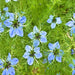 Black Cumin, Herb, - BoxGardenSeedsLLC -Abundant Stock SALE - Seeds