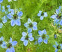 Black Cumin, Herb, -- BoxGardenSeedsLLC -Abundant Stock SALE - Seeds