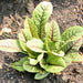 Bloody Dock, Red Sorrel, - BoxGardenSeedsLLC -Culinary/Medicinal Herbs - Seeds