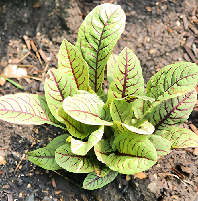 Bloody Dock, Red Sorrel, -- BoxGardenSeedsLLC -Culinary/Medicinal Herbs - Seeds