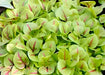 Bloody Dock, Red Sorrel, -- BoxGardenSeedsLLC -Culinary/Medicinal Herbs - Seeds