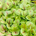 Bloody Dock, Red Sorrel, - BoxGardenSeedsLLC -Culinary/Medicinal Herbs - Seeds