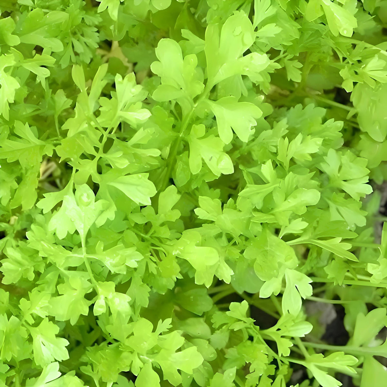 Garden cress