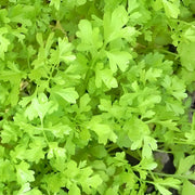 Curled, Cress - BoxGardenSeedsLLC - Gourmet/Native Greens - Seeds - USA Seller, Thank you for shopping here today, Naturally Grown GMO Free Seeds, Heirloom Open Pollinated Seeds, Fresh Top Quality Premium Seeds