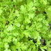 Curled, Cress, - BoxGardenSeedsLLC -Gourmet/Native Greens - Seeds