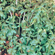 Curled, Cress - BoxGardenSeedsLLC - Gourmet/Native Greens - Seeds - USA Seller, Thank you for shopping here today, Naturally Grown GMO Free Seeds, Heirloom Open Pollinated Seeds, Fresh Top Quality Premium Seeds