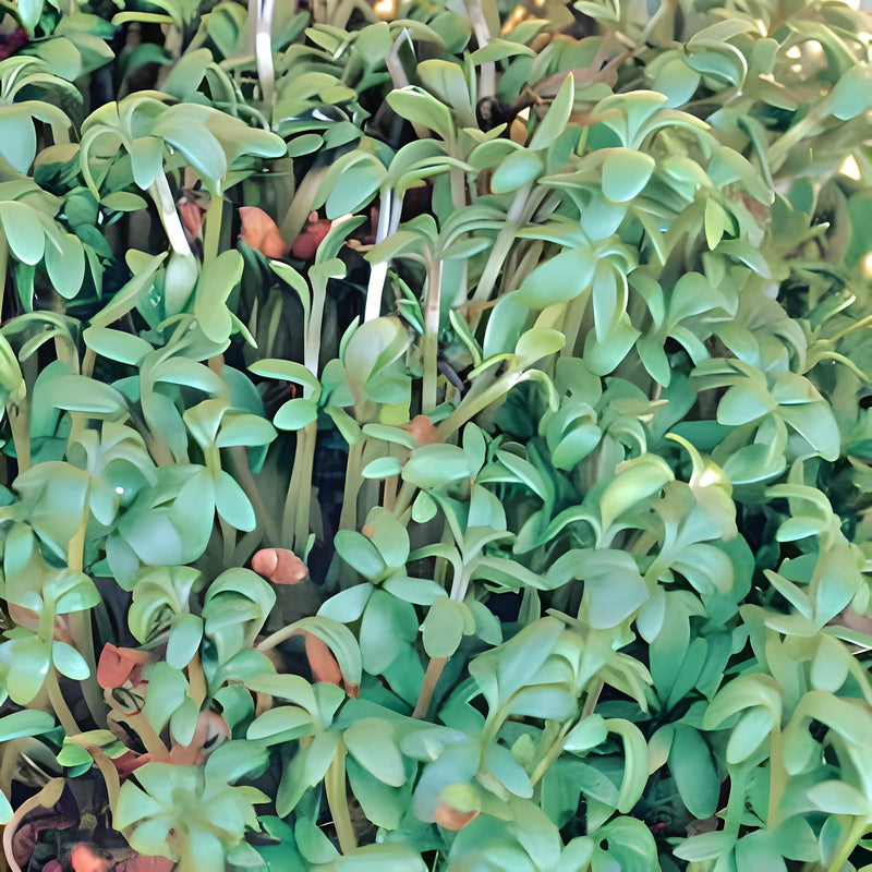 Curled, Cress - BoxGardenSeedsLLC - Gourmet/Native Greens - Seeds - USA Seller, Thank you for shopping here today, Naturally Grown GMO Free Seeds, Heirloom Open Pollinated Seeds, Fresh Top Quality Premium Seeds