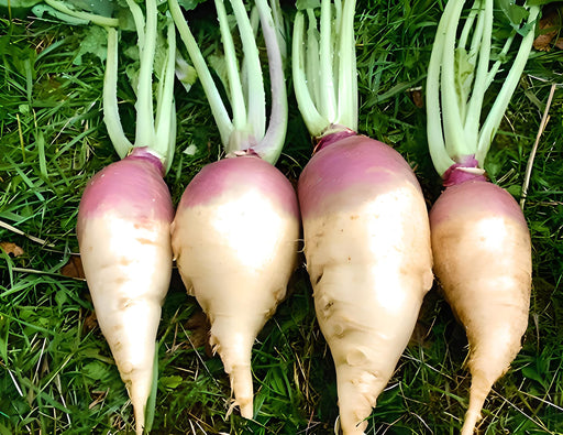 Laurentain, Rutabaga, - BoxGardenSeedsLLC -Beet,Turnips,Parsnips - Seeds