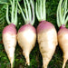 Laurentain, Rutabaga, - BoxGardenSeedsLLC -Beet,Turnips,Parsnips - Seeds