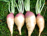 Laurentain, Rutabaga, -- BoxGardenSeedsLLC -Beet,Turnips,Parsnips - Seeds