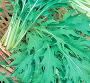 Early Mizuna, Mustard - BoxGardenSeedsLLC - Gourmet/Native Greens - Seeds - USA Seller, Thank you for shopping here today, Naturally Grown GMO Free Seeds, Heirloom Open Pollinated Seeds, Fresh Top Quality Premium Seeds