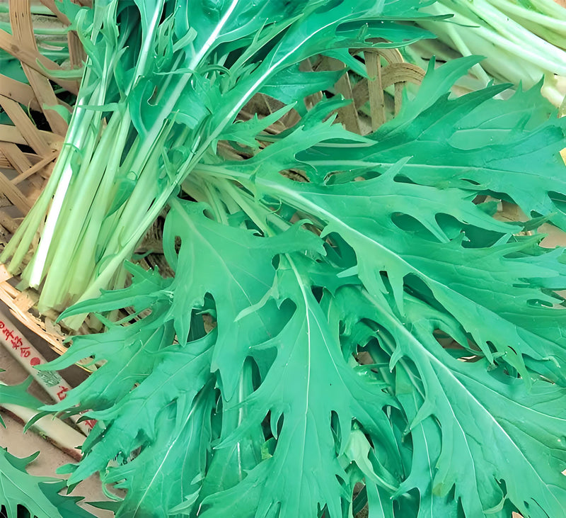 Early Mizuna, Mustard - BoxGardenSeedsLLC - Gourmet/Native Greens - Seeds - USA Seller, Thank you for shopping here today, Naturally Grown GMO Free Seeds, Heirloom Open Pollinated Seeds, Fresh Top Quality Premium Seeds