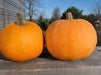 Winter Luxury Pie, Pumpkin, -- BoxGardenSeedsLLC -Squash,Pumpkins - Seeds