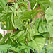 Slenderette, Beans, - BoxGardenSeedsLLC -Beans / Dry Beans - Seeds