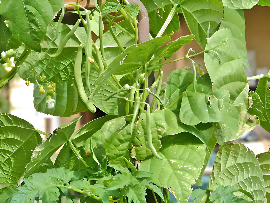 Slenderette, Beans, -- BoxGardenSeedsLLC -Beans / Dry Beans - Seeds