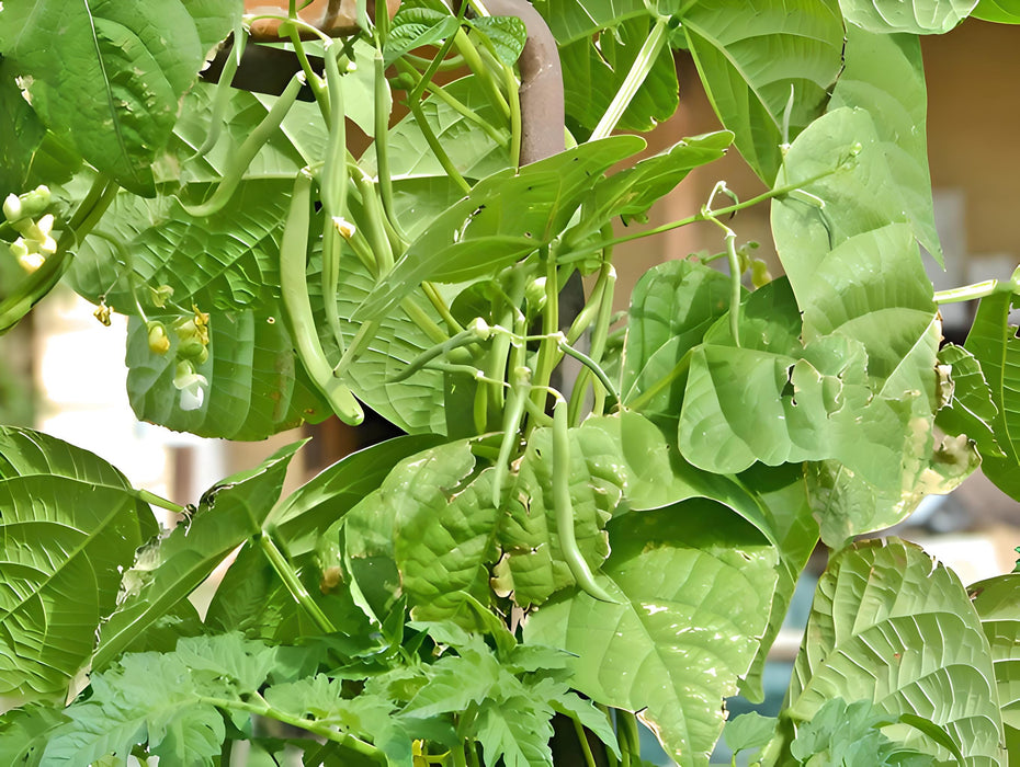 Slenderette, Beans, - BoxGardenSeedsLLC -Beans / Dry Beans - Seeds