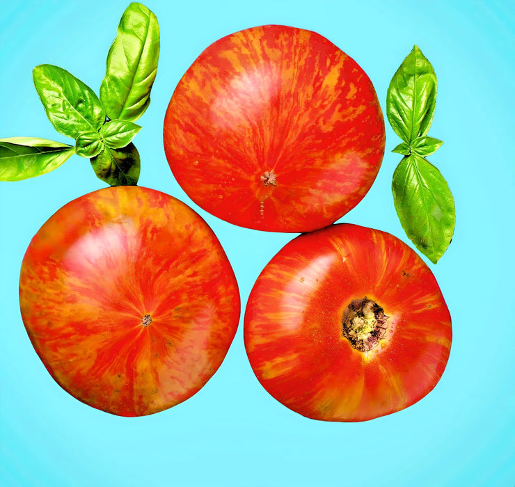 Tigerella, Tomato, -- BoxGardenSeedsLLC -Tomatoes,Tomatillos - Seeds