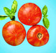 Tigerella, Tomato, -- BoxGardenSeedsLLC -Tomatoes,Tomatillos - Seeds