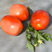 Northern Ruby Paste, Tomato, - BoxGardenSeedsLLC -Tomatoes,Tomatillos - Seeds