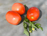 Northern Ruby Paste, Tomato, -- BoxGardenSeedsLLC -Tomatoes,Tomatillos - Seeds