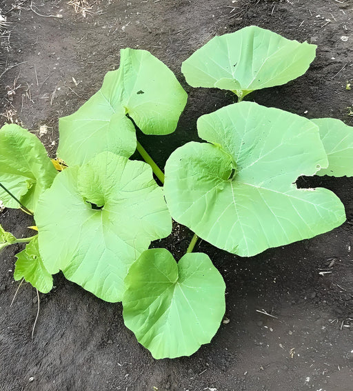 Kakai Styrian, Pumpkin, -- BoxGardenSeedsLLC -Squash,Pumpkins - Seeds