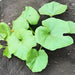 Kakai Styrian, Pumpkin, - BoxGardenSeedsLLC -Squash,Pumpkins - Seeds