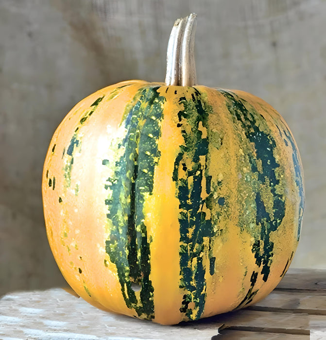 Kakai Styrian, Pumpkin, -- BoxGardenSeedsLLC -Squash,Pumpkins - Seeds