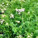 Cumin, Culinary & Medicinal Herbs, -- BoxGardenSeedsLLC -Culinary/Medicinal Herbs - Seeds