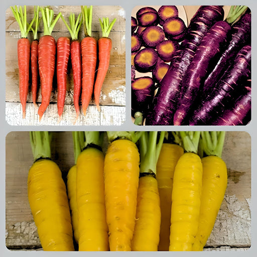 Colorful Carrot, Seed Kit, -- BoxGardenSeedsLLC -Seed Collections - Seeds