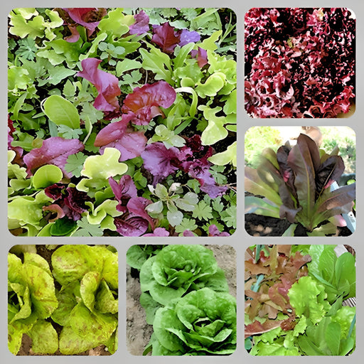 Best Lettuce Seed Kit, Lettuce - BoxGardenSeedsLLC -Lettuce - Seeds