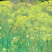 Long Island Mammoth, Dill - BoxGardenSeedsLLC -Culinary/Medicinal Herbs - Seeds